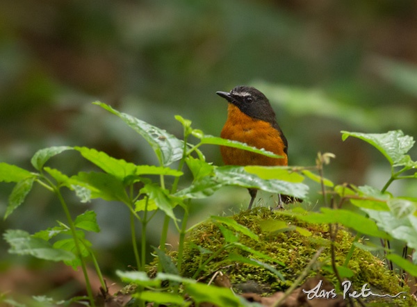 Cameroon Mountain Robin